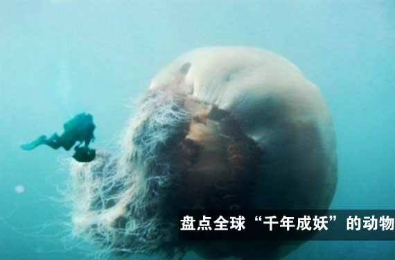 盘点全球 千年成妖 的动物