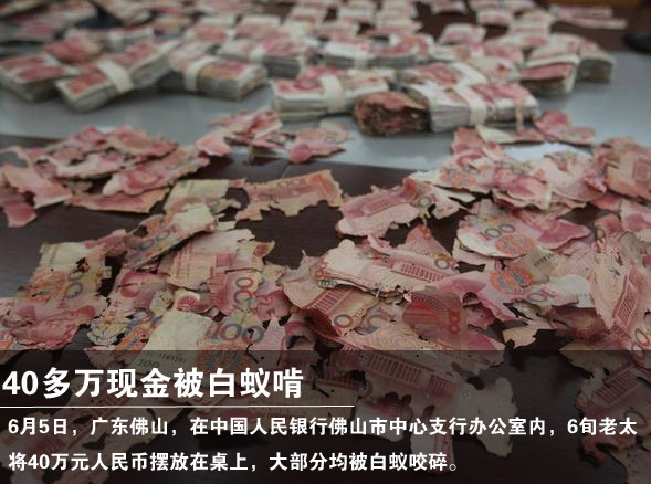 40多万现金被白蚁啃 损失惨重