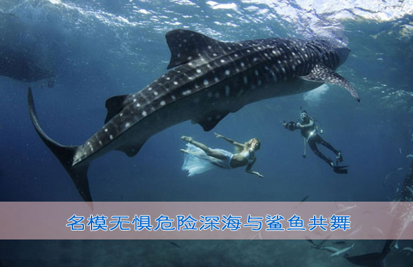 名模无惧危险深海与鲨鱼共舞