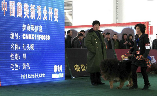 凶猛的藏獒