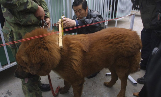 凶猛的藏獒