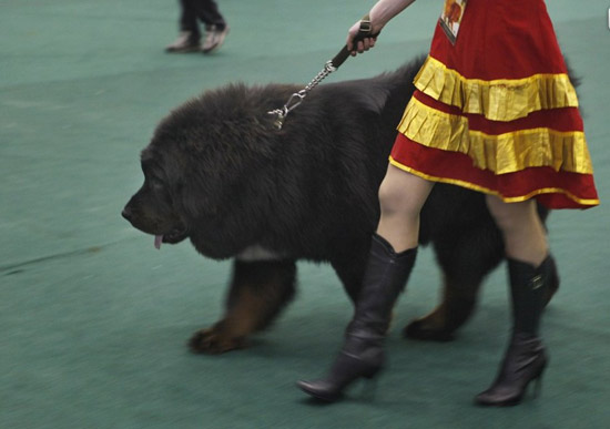 凶猛的藏獒