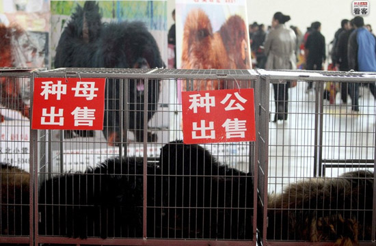 凶猛的藏獒