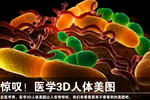 惊叹！医学3D人体美图