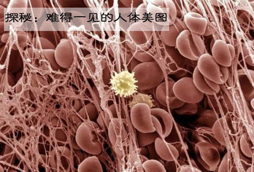探秘 难得一见的人体美图