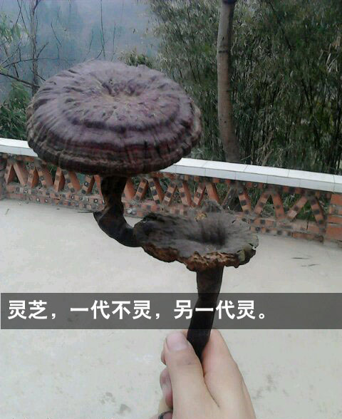 世界各地奇葩的树木