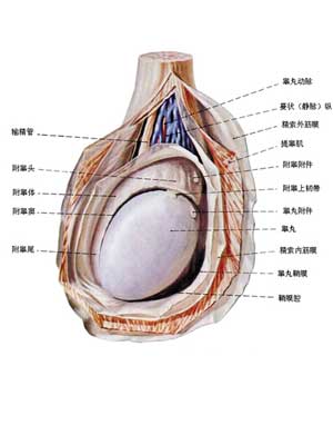 男人的命根子你了解多少